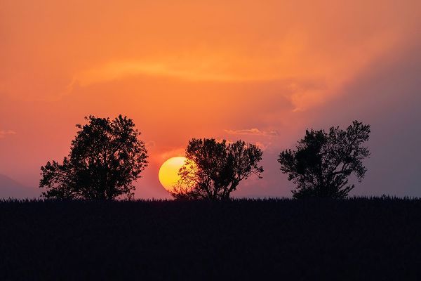 Jaynes Gallery 아티스트의 Europe-France-Provence-Sunset and tree silhouettes on Valensole Plateau작품입니다.